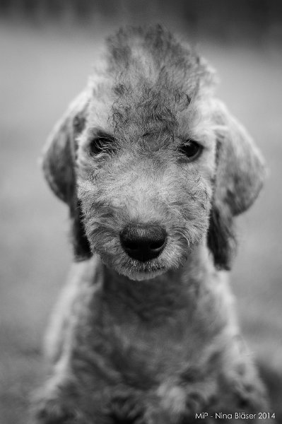 2014-08-02 Cherry etc.-9236.jpg - 14 Wochen / 14 weeks